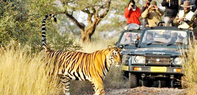 golden-triangle-tour-with-ranthambore-admire-the-beauty-of-ranthambore-wildlife-by-making-jeep-safari-trip-package