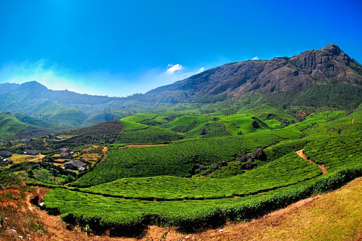 kerala-tea-valley