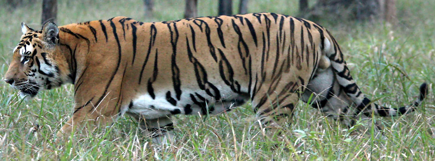 Kaziranga National Park Assam wit tiger