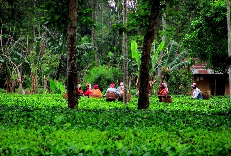 Tea Gardens Assam