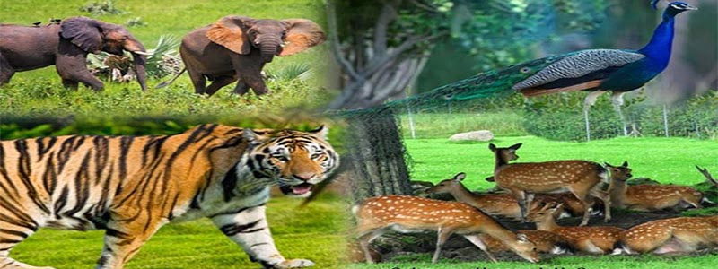 wildlife sanctuaries of Goa