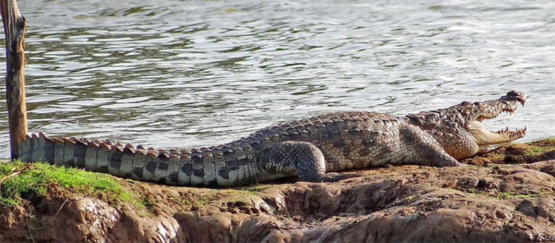 Crocodile Spotting