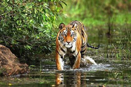 India’s 10 Best National Park Tours for Wildlife Safari